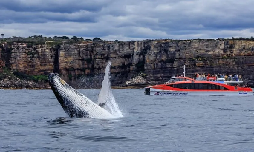 Whale Watching Cruise & Taronga Zoo Entry - 1 Day | Experience Oz