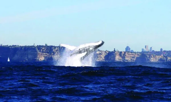 Whale Watching Cruise and Taronga Zoo Entry - 1 Day 