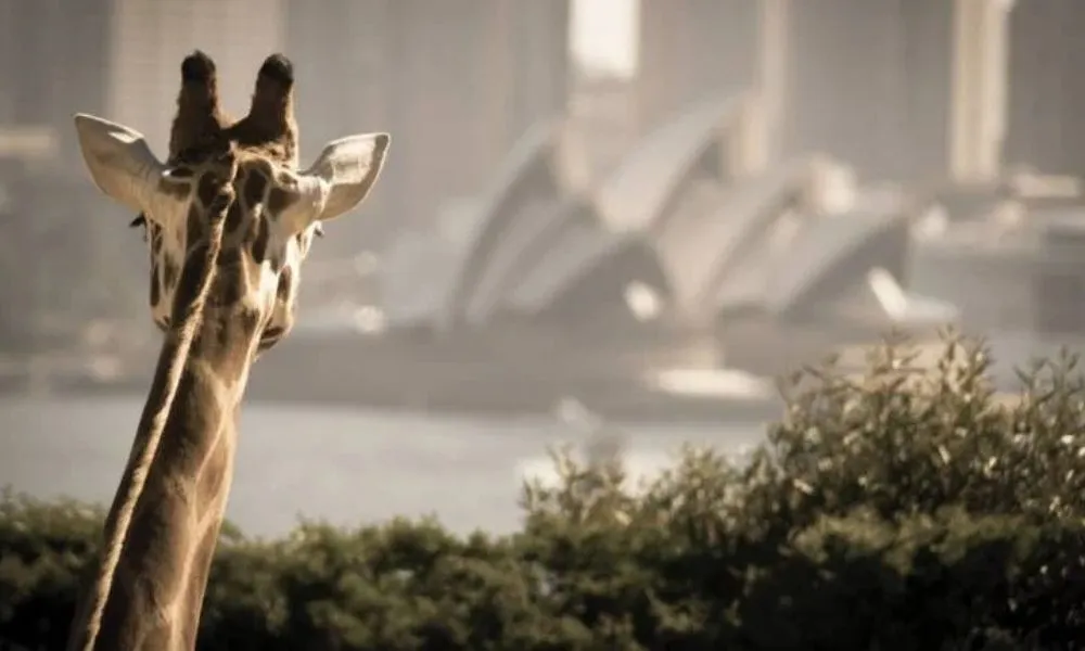 Whale Watching Cruise & Taronga Zoo Entry - 1 Day | Experience Oz-3