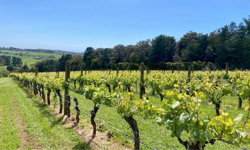 Mornington Peninsula Self-Guided Bike Tour | Experience Oz