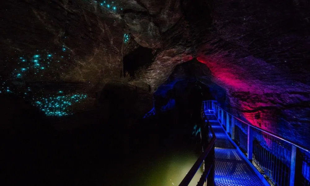 Ruakuri Cave Guided Tour - 90 Minutes | Experience Oz + NZ-3