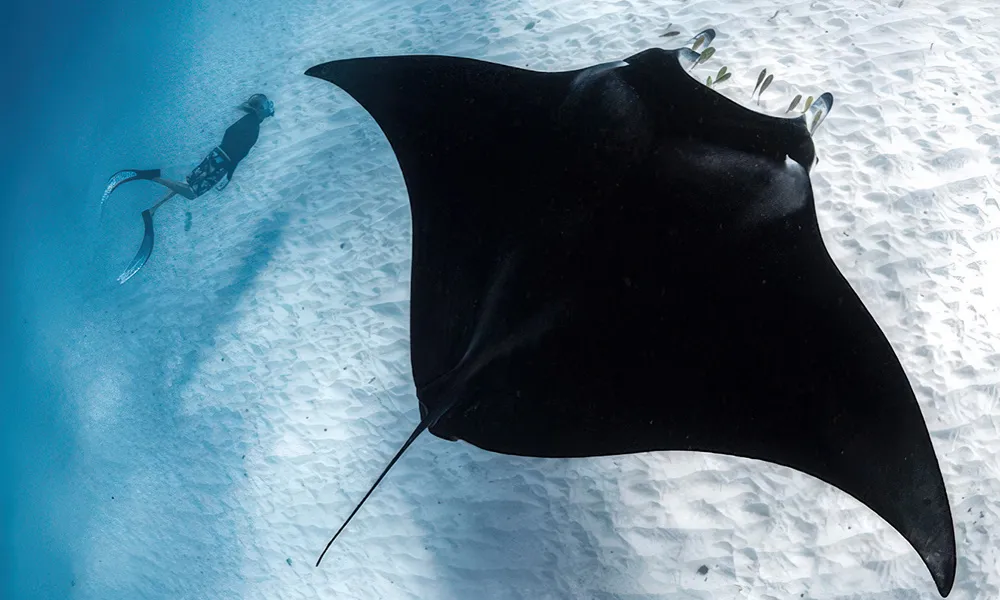 Coral Bay Manta Ray Eco Safari - Full Day | Experience Oz-6