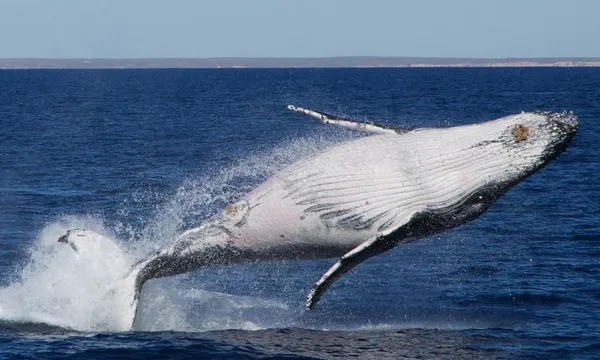 Coral Bay Whale Watching Cruise - 3 Hours