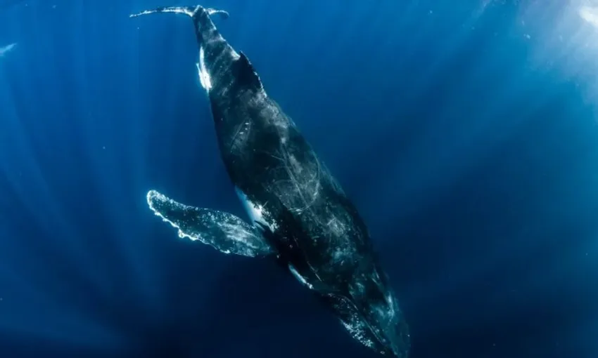 Ningaloo Humpback Whale Swim Safari - Full Day | Experience Oz