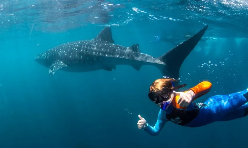 Ningaloo Reef Whale Shark Swim Safari - Full Day | Experience Oz