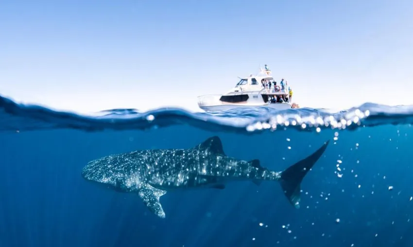 Ningaloo Reef Whale Shark Swim Safari - Full Day | Experience Oz