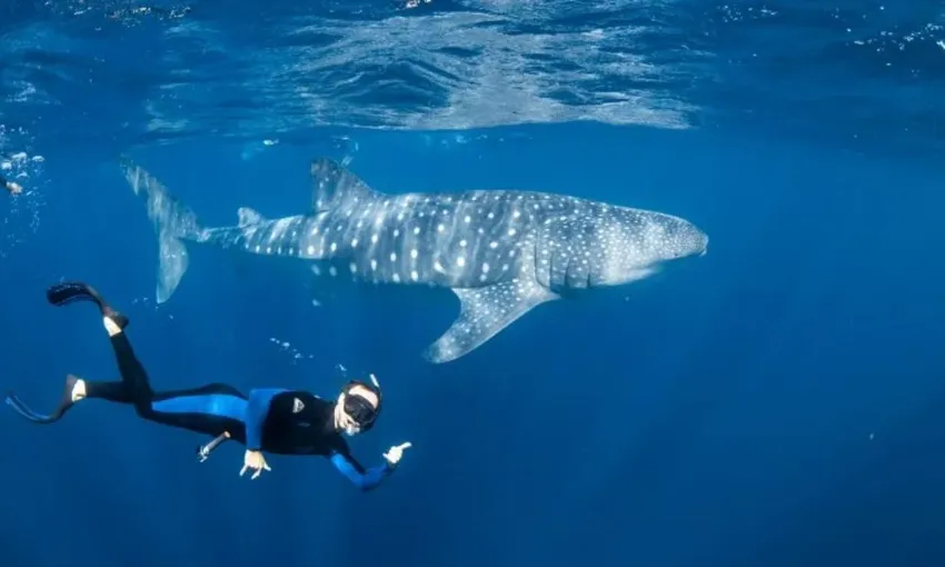 Ningaloo Reef Whale Shark Swim Safari - Full Day | Experience Oz