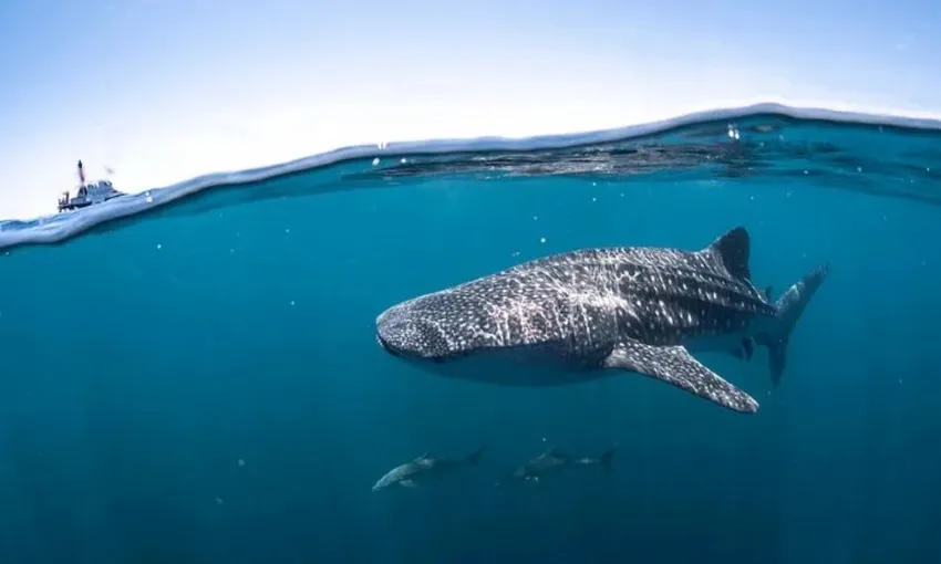 Ningaloo Reef Whale Shark Swim Safari - Full Day | Experience Oz
