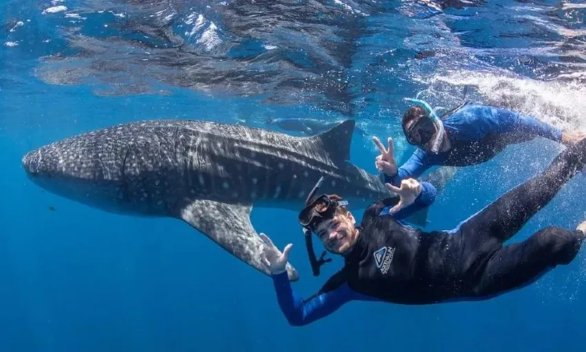 Ningaloo Reef Whale Shark Swim Safari - Full Day | Experience Oz