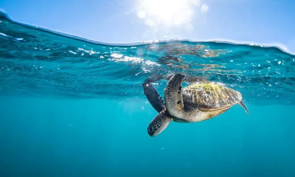 Glass Bottom Boat Turtle Eco Tour - 3 Hours | Experience OZ-1