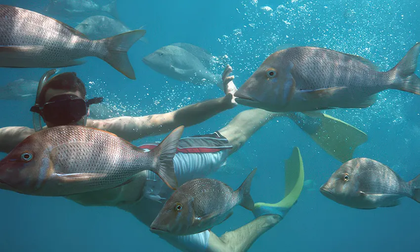 Ningaloo Coral Viewing & Snorkelling - 2 Hours | Experience Oz