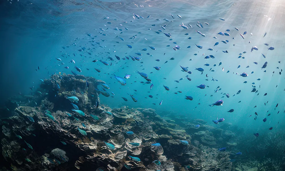 Ningaloo Coral Viewing & Snorkelling - 2 Hours | Experience Oz-7