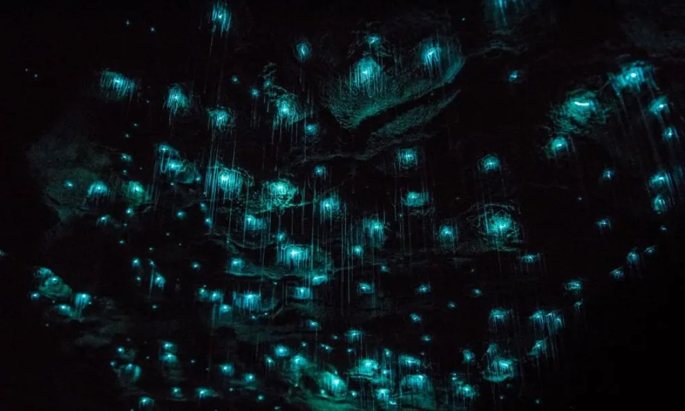 Hobbiton & Waitomo Caves Tour from Auckland | Experience Oz + NZ-9