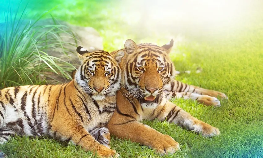 Dreamworld 1 Day Pass Buy 3 Get 1 Free Mega Deal | Experience Oz