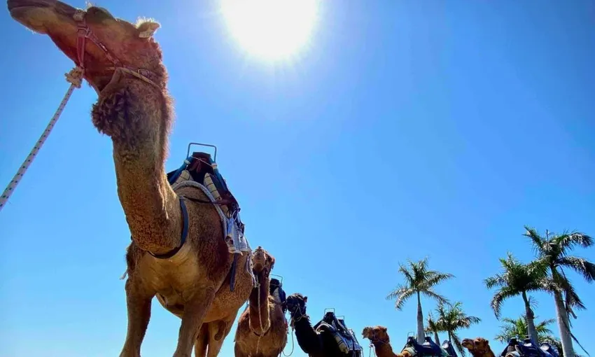 Caravan Camel Ride, 10 Minutes - Harrisville