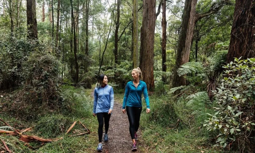 Full Day Puffing Billy Railway & Rainforest Tour | Experience Oz-2