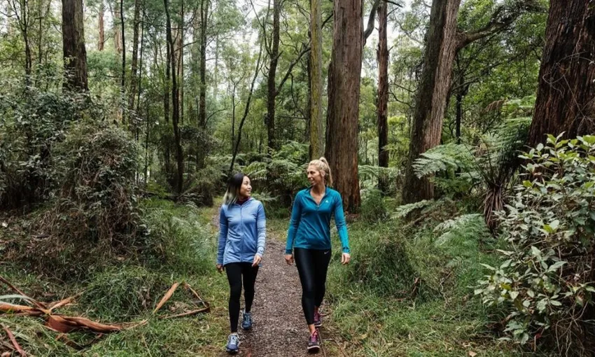 Full Day Puffing Billy Railway & Rainforest Tour | Experience Oz