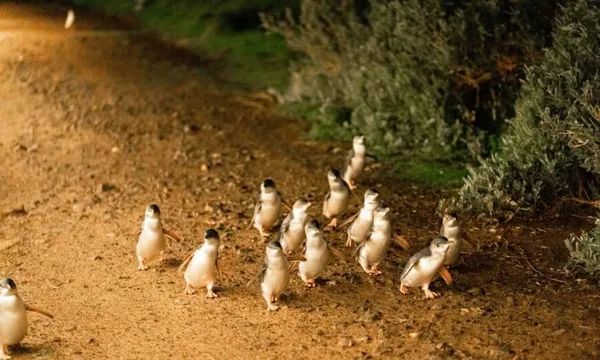 Phillip Island Penguin & Koala Encounter Day Tour