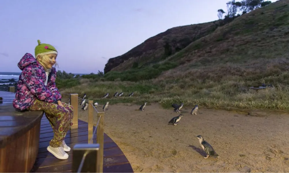 Phillip Island Penguin & Koala Encounter Day Tour | Experience Oz-1