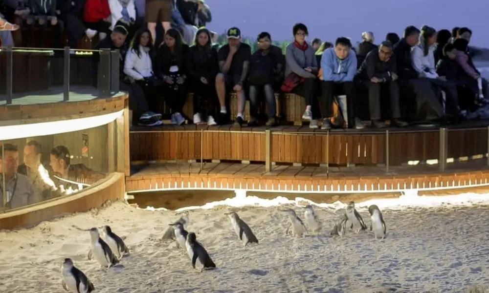 Phillip Island Penguin & Koala Encounter Day Tour | Experience Oz-9