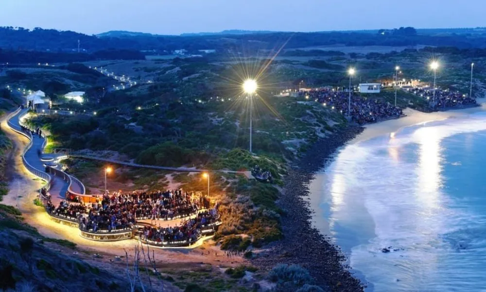 Phillip Island Penguin & Koala Encounter Day Tour | Experience Oz-10