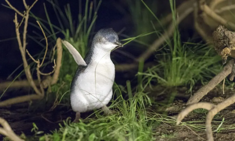 Phillip Island Penguin & Koala Encounter Day Tour | Experience Oz-2