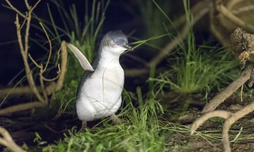 Phillip Island Penguin & Koala Encounter Day Tour | Experience Oz
