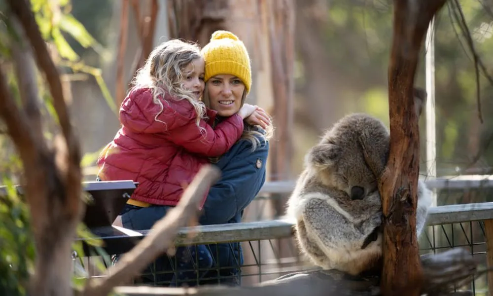 Phillip Island Penguin & Koala Encounter Day Tour | Experience Oz-12