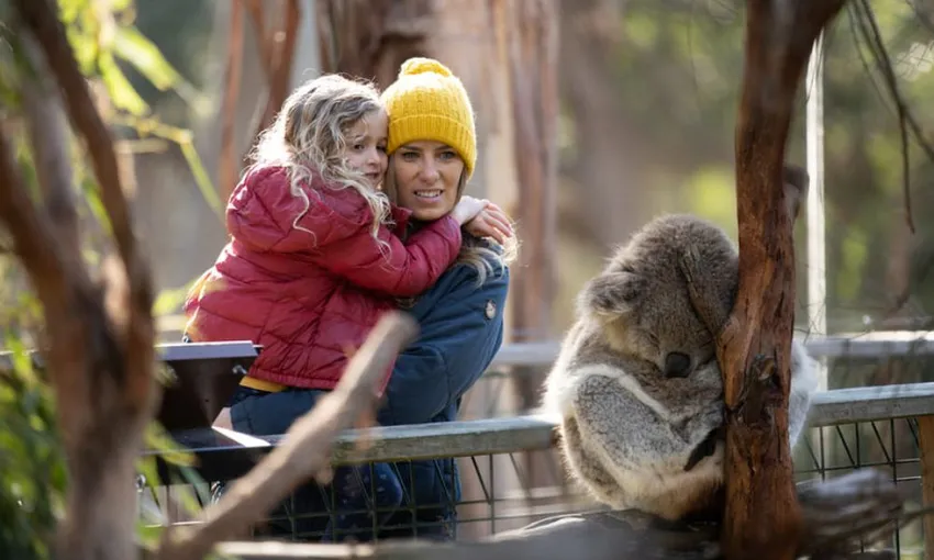 Phillip Island Penguin & Koala Encounter Day Tour | Experience Oz