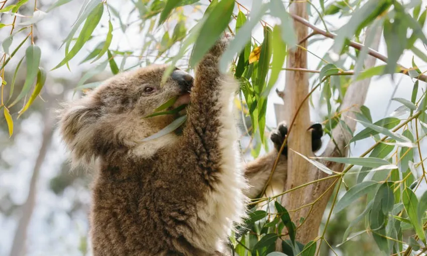 Phillip Island Penguin & Koala Encounter Day Tour | Experience Oz