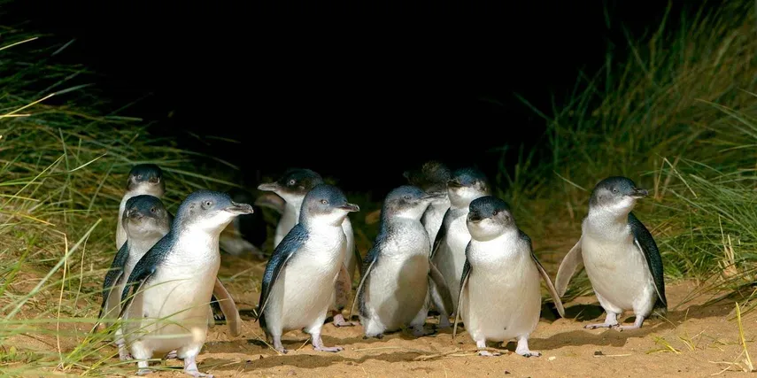 Phillip Island Penguins & Puffing Billy Adventure | Experience Oz