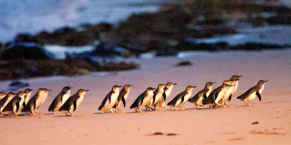 Phillip Island Penguins & Puffing Billy Adventure - Full Day