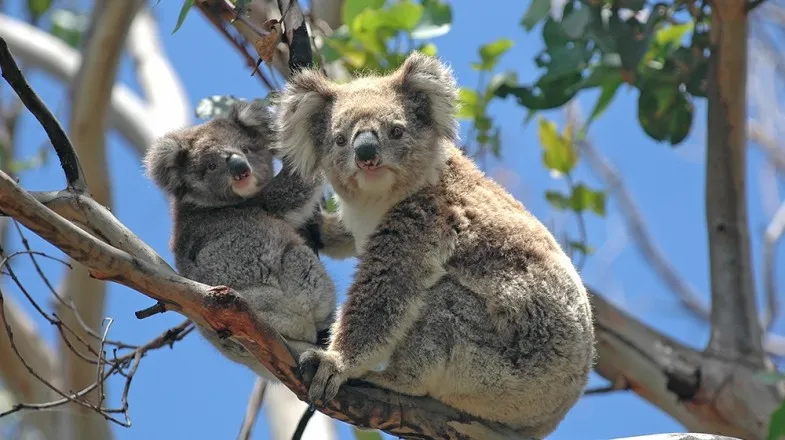 Great Ocean Road & Twelve Apostles Full Day Tour | Experience Oz-2