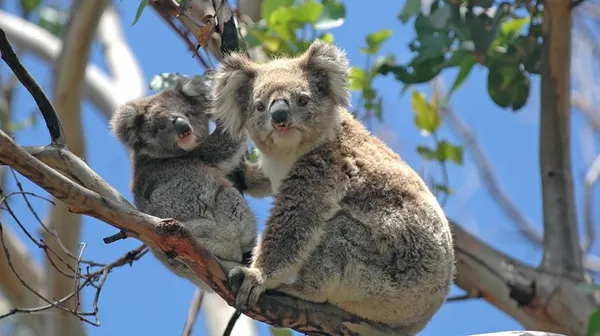 Great Ocean Road & Twelve Apostles Full Day Tour