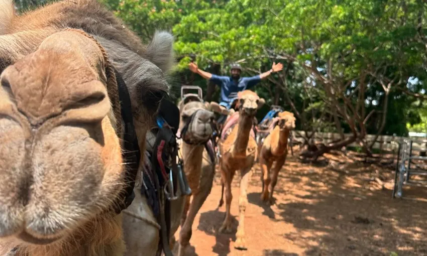 Daytime Mindil Beach Camel Ride, 45 Minutes - Darwin