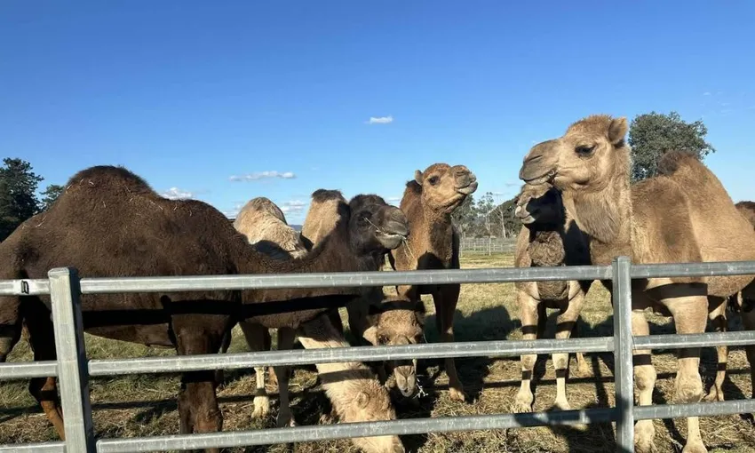 Daytime Mindil Beach Camel Ride, 45 Minutes - Darwin