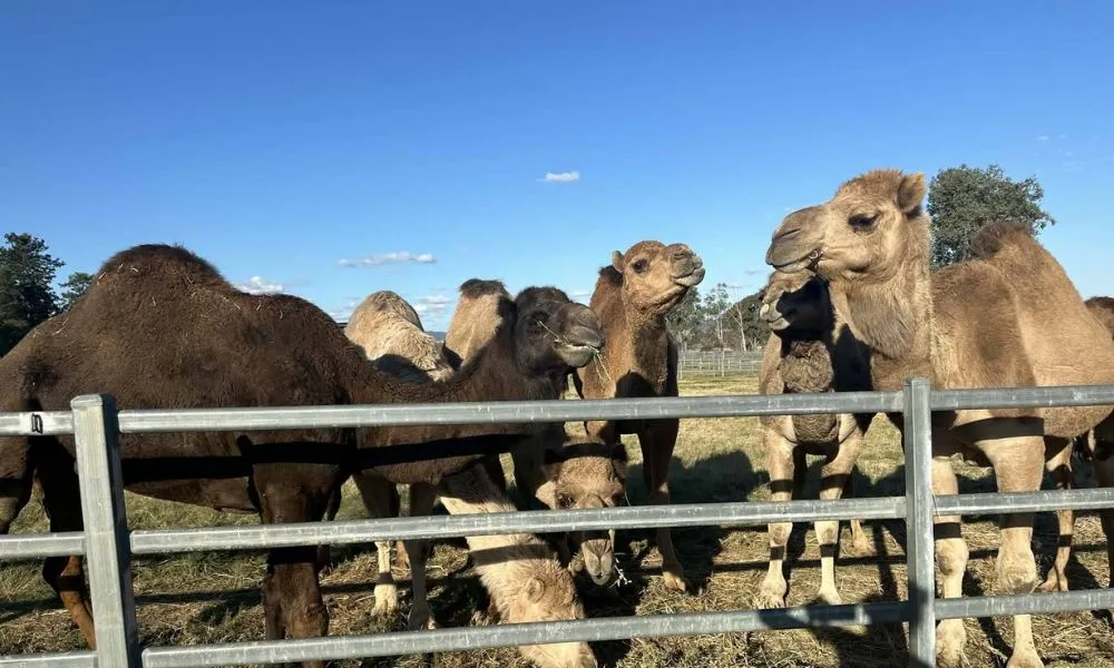 Darwin Camel Ride along Mindil Beach - 45 Minutes | Experience Oz-4