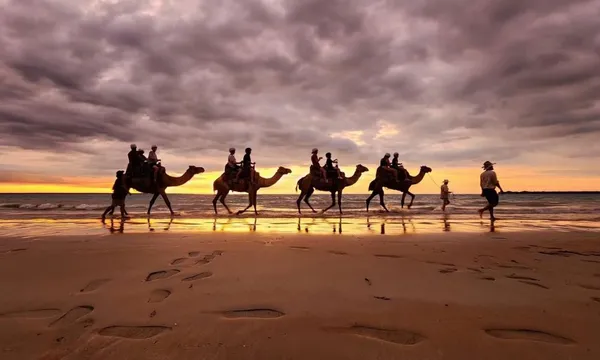 Sunset Camel Ride along Mindil Beach Darwin - 45 Minutes
