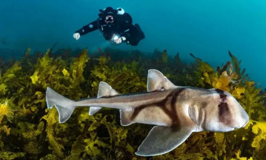 Bondi Introductory Scuba Dive Session - 4 Hours | Experience Oz