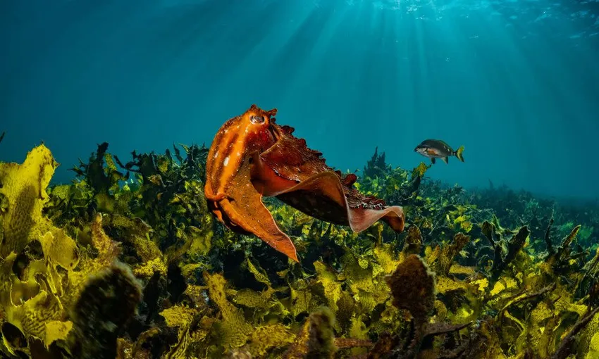 Bondi Introductory Scuba Dive Session - 4 Hours | Experience Oz