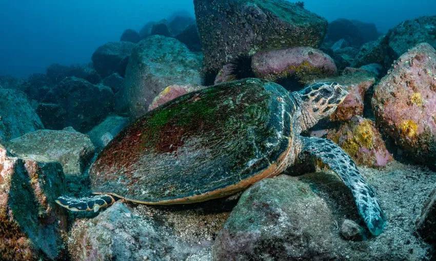 Bondi Beach Snorkelling Tour - 3.5 Hours | Experience Oz