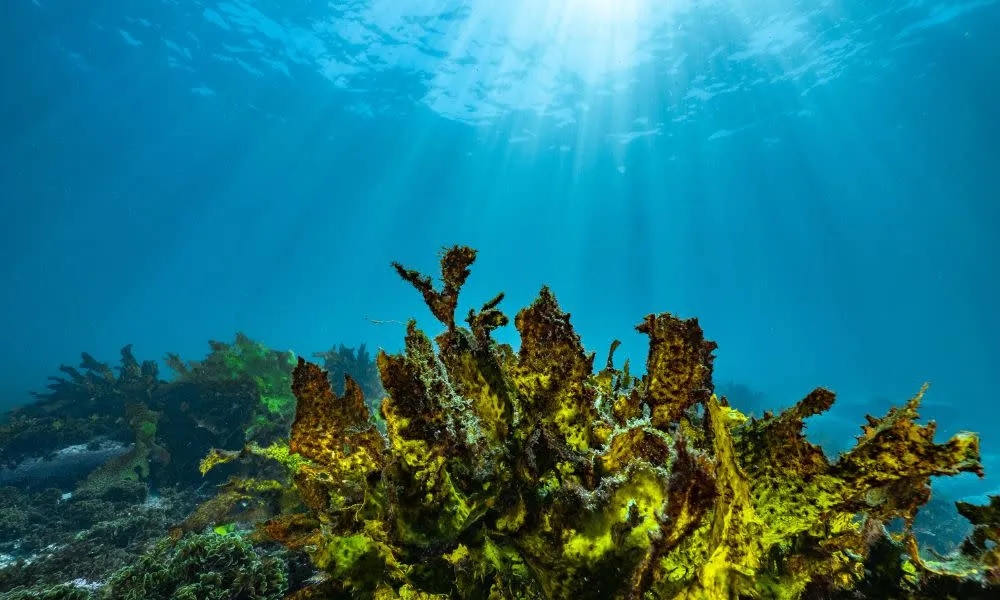 Bondi Beach Snorkelling Tour - 3.5 Hours | Experience Oz-5