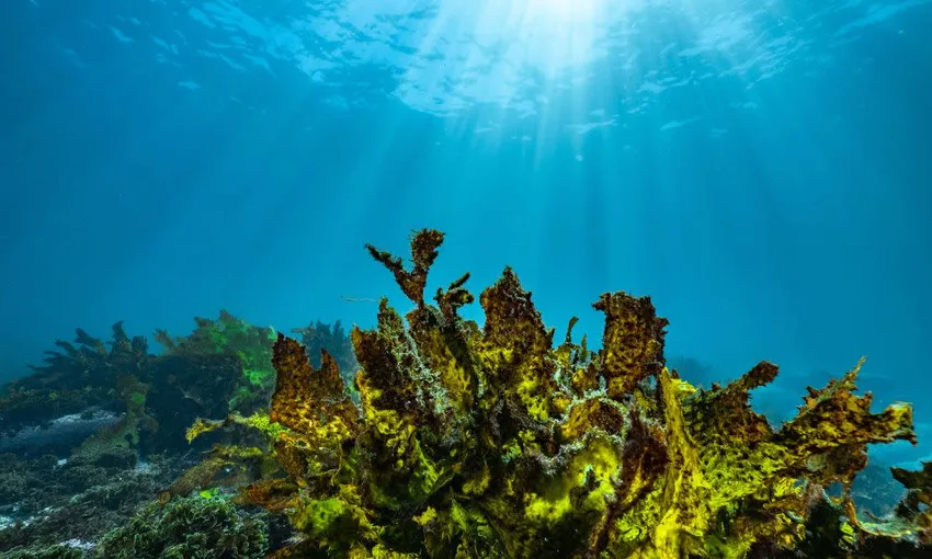 Bondi Beach Snorkelling Tour - 3.5 Hours | Experience Oz