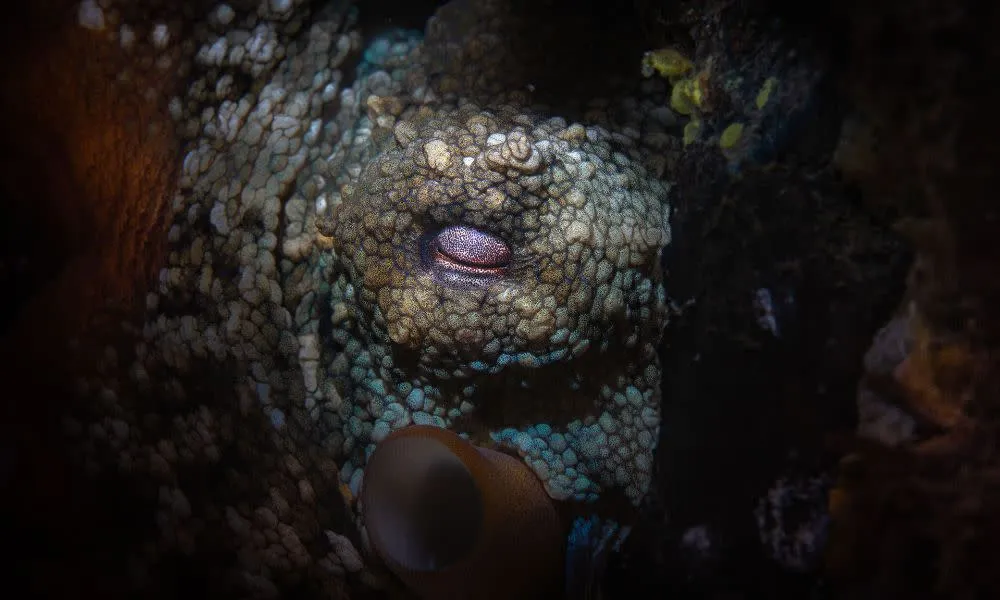 Bondi Beach Snorkelling Tour - 3.5 Hours | Experience Oz-4