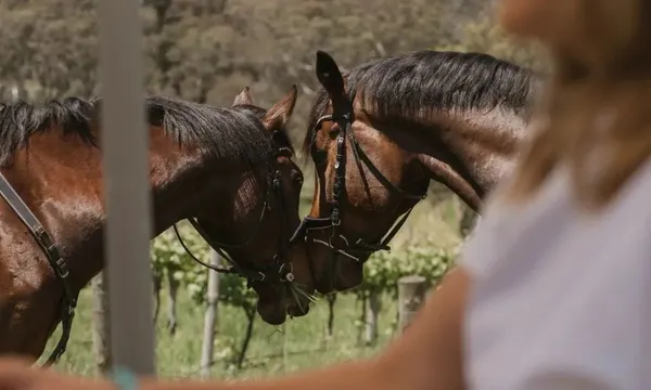 Petaluma Wines Horse Trail Riding & Wine Tasting - For 2