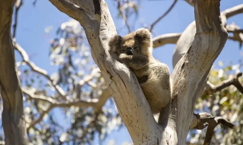 Kangaroo Island Buggy Adventure Tour - 2 Hours | Experience Oz