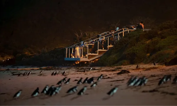 Phillip Island Premium Penguins Experience - 2 Hours