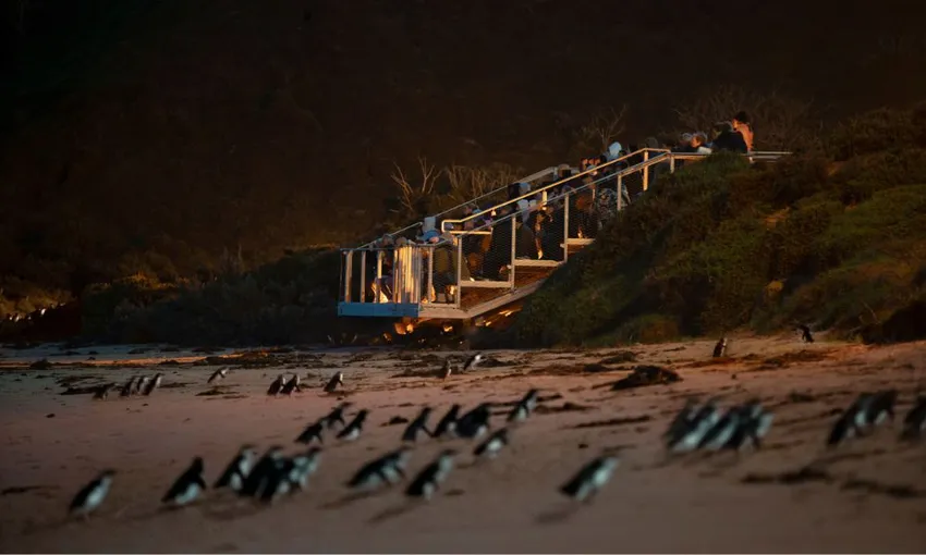 Phillip Island Penguin Experience - 2 Hours | Experience Oz