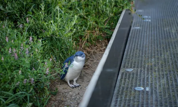 Phillip Island Premium Penguins Experience - 2 Hours