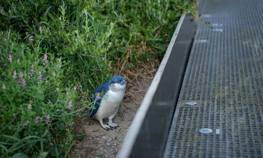 Phillip Island Penguin Experience - 2 Hours | Experience Oz